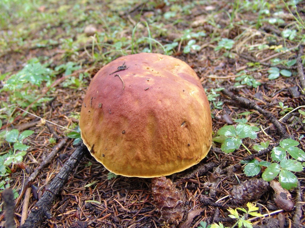 King Bolete